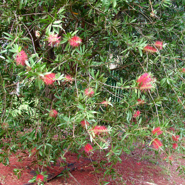 Callistemon_citrinus