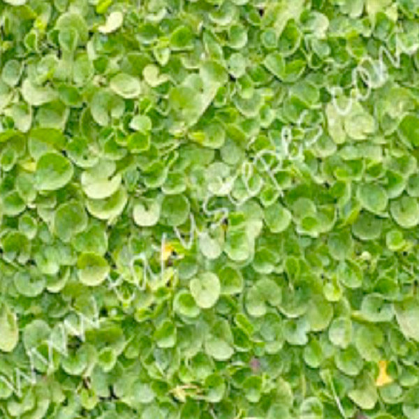 Dichondra-Repens