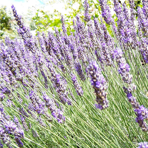 lavanda