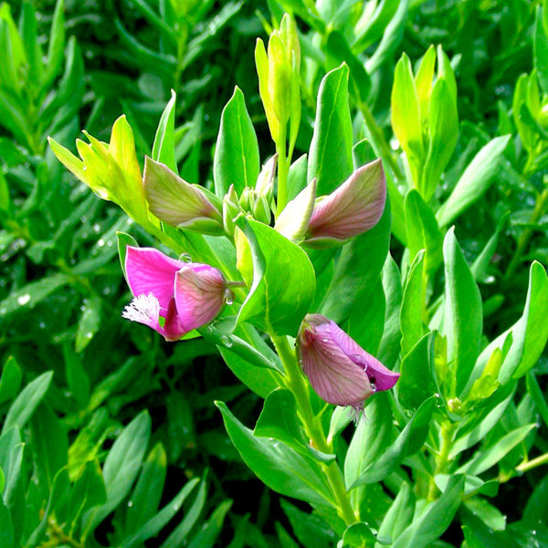 polygala_myrtifolia